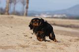 KING CHARLES SPANIEL 012